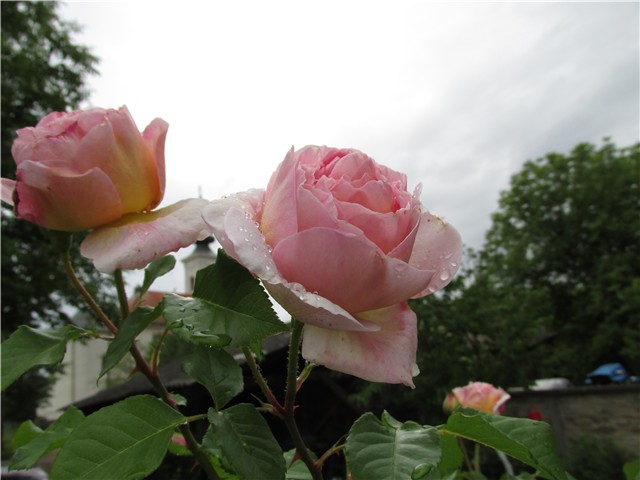 abraham darby